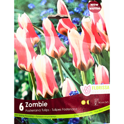 Bulbes : Tulipe - Zombie - Fosteriana