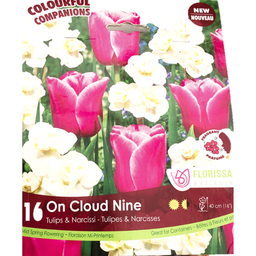 Bulbes : Tulipe et Narcisse - On Cloud Nine