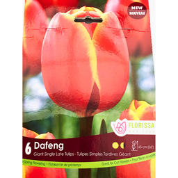 Bulbes : Tulipe - Dafeng - Simple tardive géant