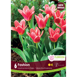 Bulbes : Tulipe - Fashion -  Kaufmaniana
