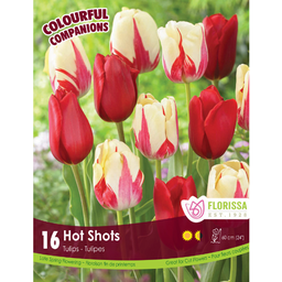 Bulbes : Tulipe - Hot Shots
