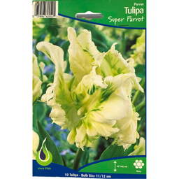 Bulbes : Tulipe - Super Parrot