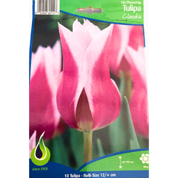Bulbes : Tulipe - Claudia - Lily Flowering