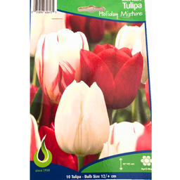 Bulbes : Tulipe - Holiday Mixture