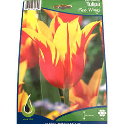 Bulbes : Tulipe - Fire Wings - Lily Flowering