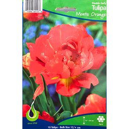 Bulbes : Tulipe - Monte Orange - Double Early