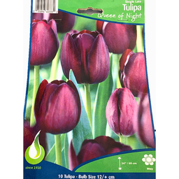 Bulbes : Tulipe - Queen Of Night - Single Late
