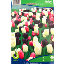Bulbes : Tulipe - Black & White Cookie Mix - Single Late