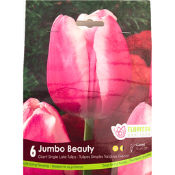 Bulbes : Tulipe - Jumbo Beauty - Simple Tardive
