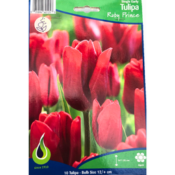 Bulbes : Tulipe - Ruby Prince - Single Early