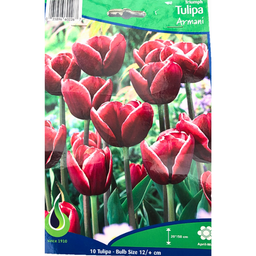 Bulbes : Tulipe - Armani - Triumph