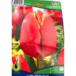 Bulbes : Tulipe - Esta Bonita - Triumph