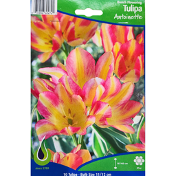 Bulbes : Tulipe - Antoinette - Bunch Flowering