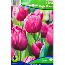Bulbes : Tulipe - Purple Prince - Single Early