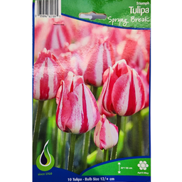 Bulbes : Tulipe - Spryng Break - Triumph