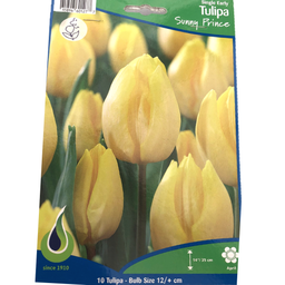 Bulbes : Tulipe - Sunny Prince - Simple hâtive