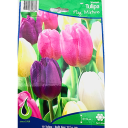 Bulbes : Tulipe - Flag Mixture - Triumph