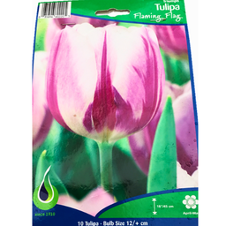 Bulbes : Tulipe - Flaming Flag - Triumph