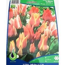 Bulbes : Tulipe - Canada Pride Mixture - Bunch Flowering