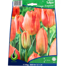Bulbes : Tulipe - Orange Emperor - Fosteriana