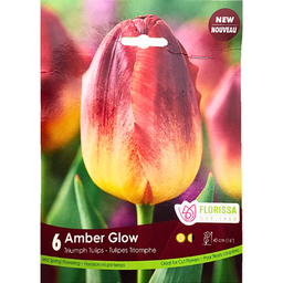 Bulbes : Tulipe - Amber Glow- Triomphe