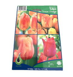 Bulbes : Tulipe - All Season Orange