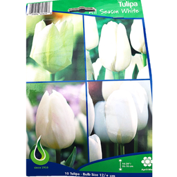 Bulbes : Tulipe - All Season White