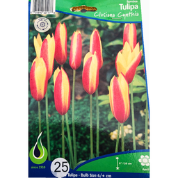 Bulbes : Tulipe - Clusiana Cynthia - Species
