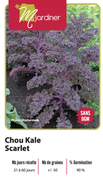 [Chou Kale Scarlet] Semences chou kale scarlet