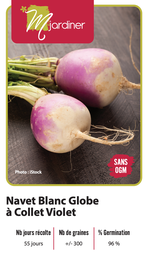 [Navet Blanc Globe à Collet Violet] Semences navet blanc globe à collet violet