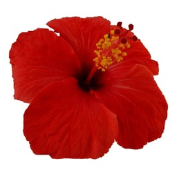 Hibiscus rosa-sinensis (Rouge)