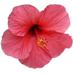 Hibiscus rosa-sinensis (Rose)