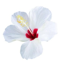 Hibiscus rosa-sinensis (Blanc)
