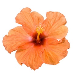 Hibiscus rosa-sinensis (orange)