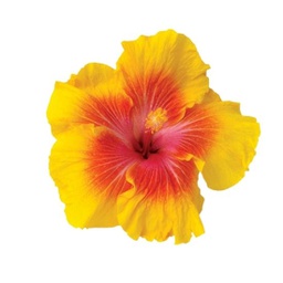 Hibiscus rosa-sinensis (jaune)