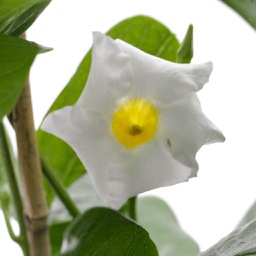 Mandevillea spp. (Blanc)