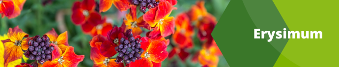 Erysimum