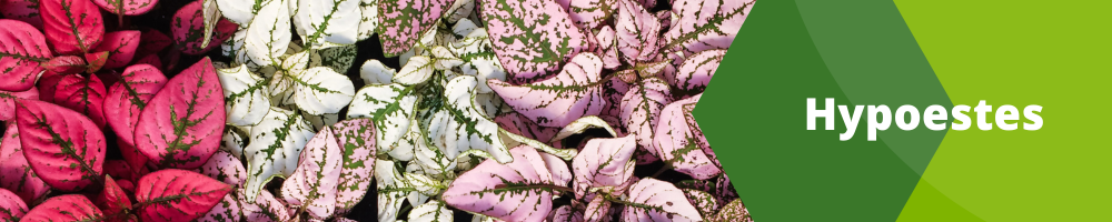 Hypoestes