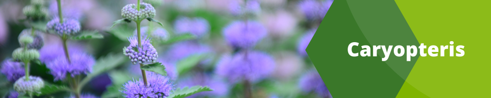 Caryopteris