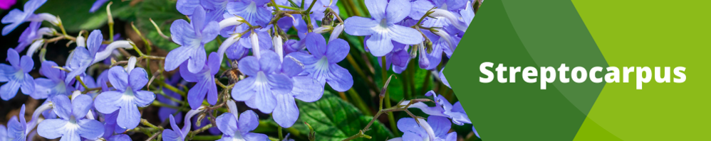 Streptocarpus