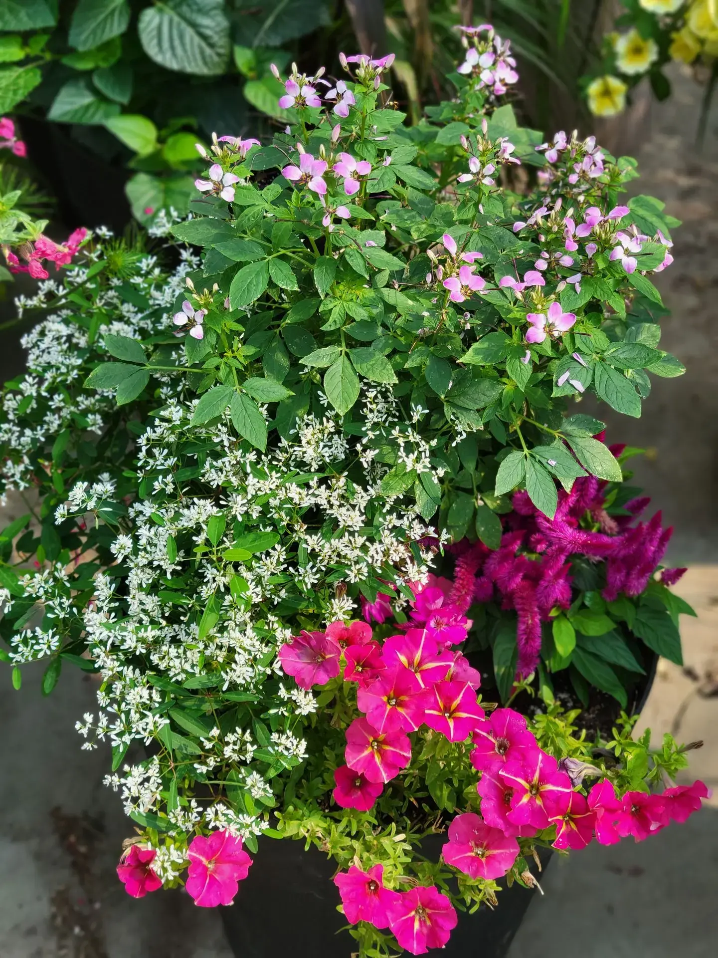 Serres St-Élie_À propos de nous_Centre de production_Horticulture_Fleurs et Végétaux Serres St-Élie_À propos de nous_Centre de production_Horticulture_Fleurs et Végétaux