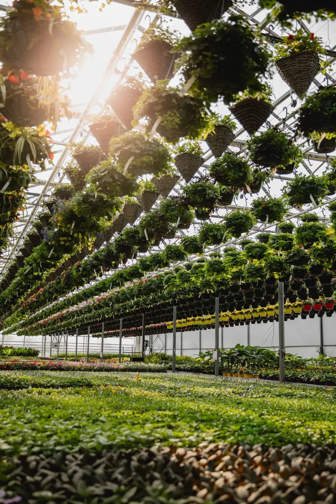 Serres St-Élie_À propos de nous_Centre de production_Horticulture_Fleurs et Végétaux Serres St-Élie_À propos de nous_Centre de production_Horticulture_Fleurs et Végétaux