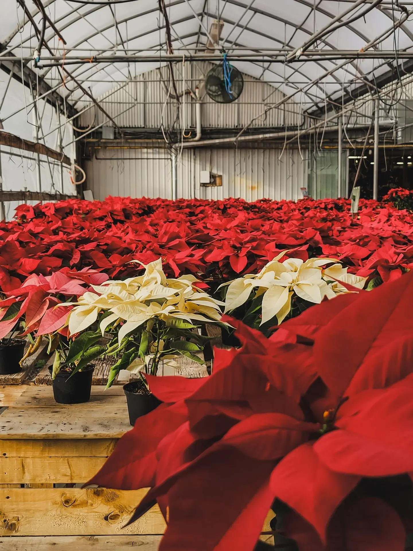 Accueil_Noël_Poinsettia_Serres St-Élie