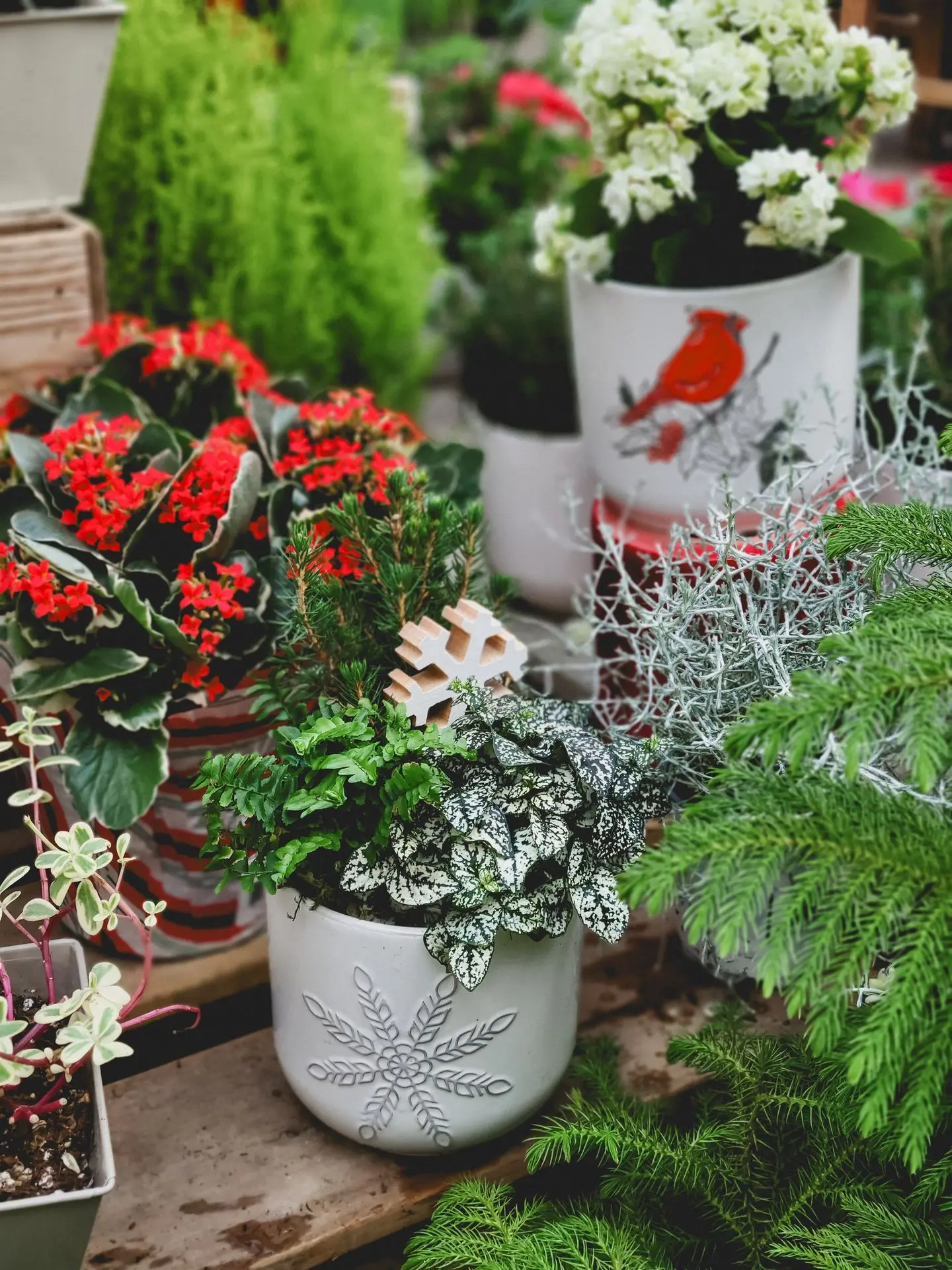 Accueil_Noël_Plantes_Serres St-élie