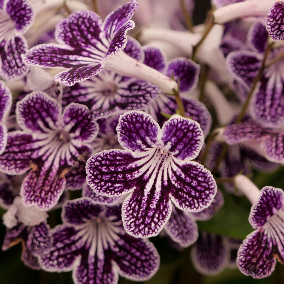 Atelier : Streptocarpus et épiscia : comment les multiplier? Salon de la violette africaine