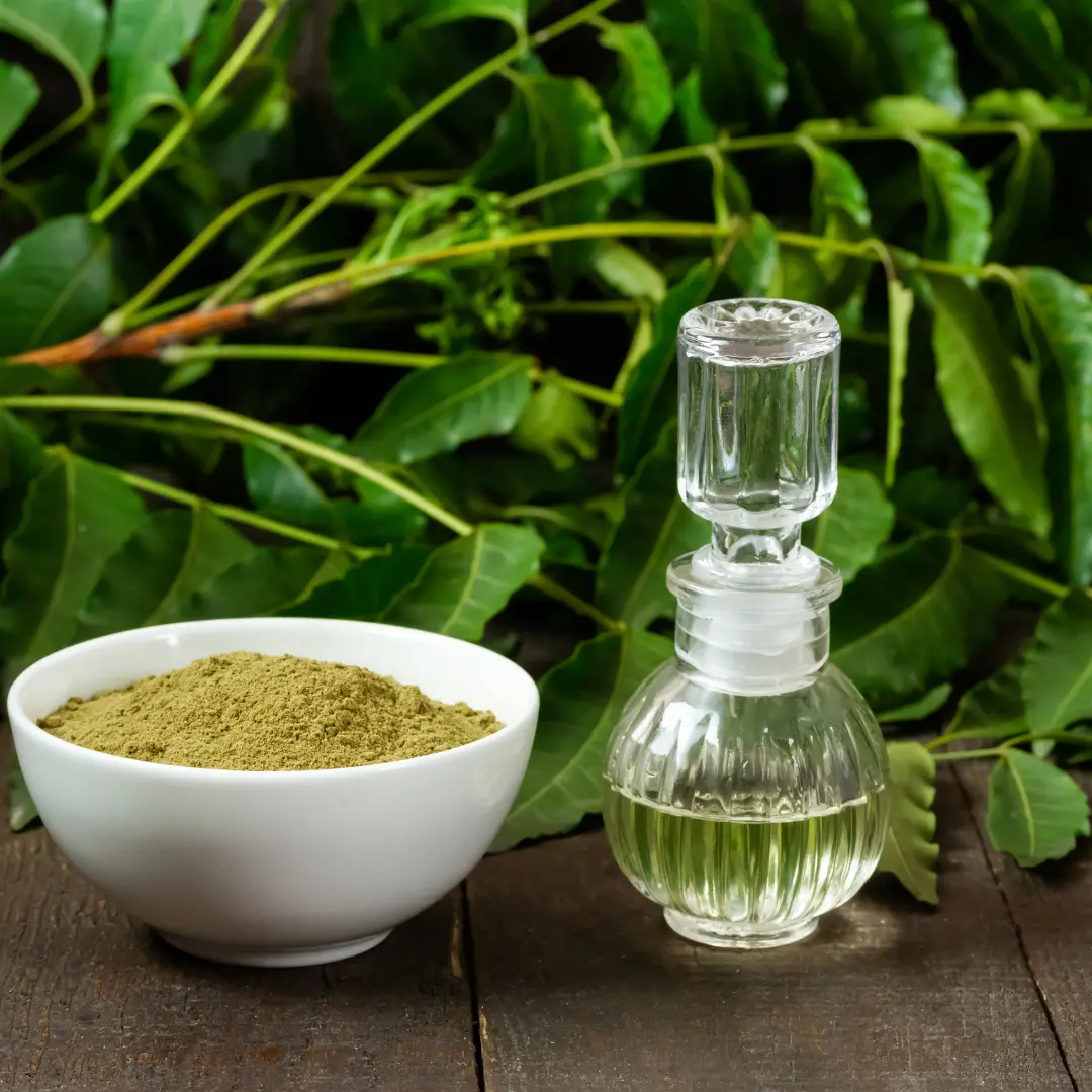 Conférence : Les bons produits à utiliser pour les violettes africaines et autres gesneriacées Salon de la violette africaine