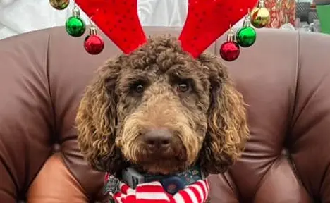 Évènement_Noël_Animaux_Serres St-Élie Évènement_Noël_Annimaux_Serres St-Élie