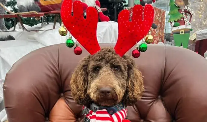 Évènement_Noël_Animaux_Serres st-élie Évènement_Noël_Animaux_Serres st-élie