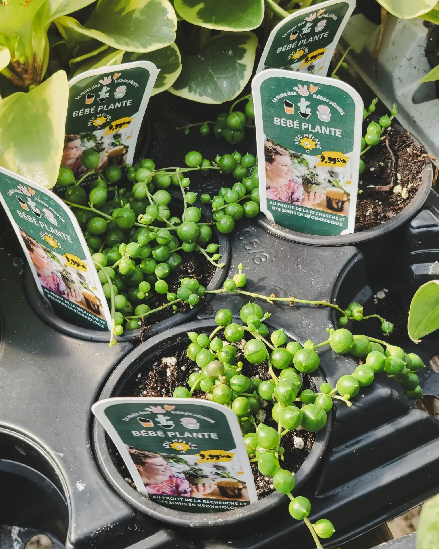 Serres St-Élie_Partenaire_mois des bébés plantes