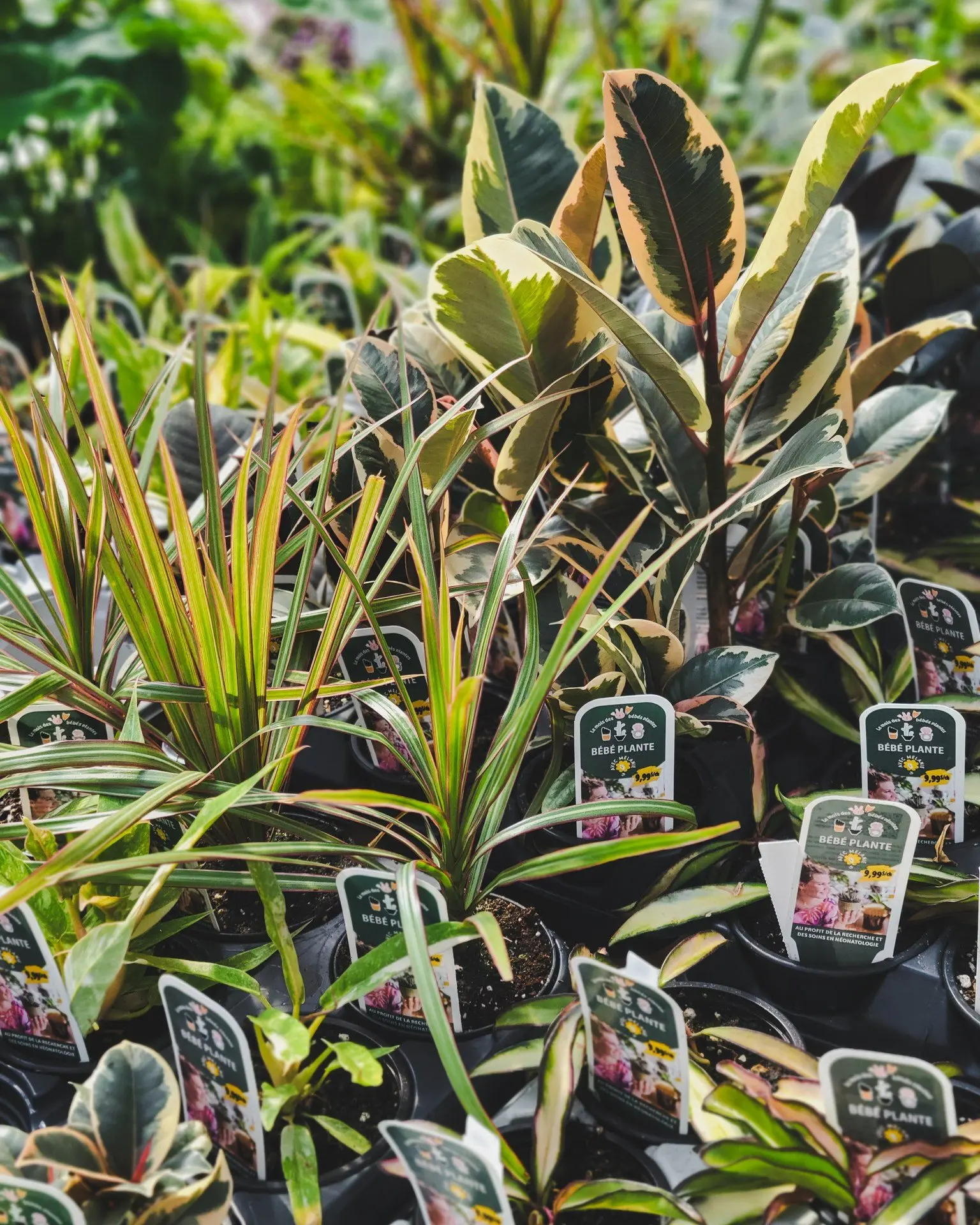 Serres St-Élie_Partenaire_mois des bébés plantes